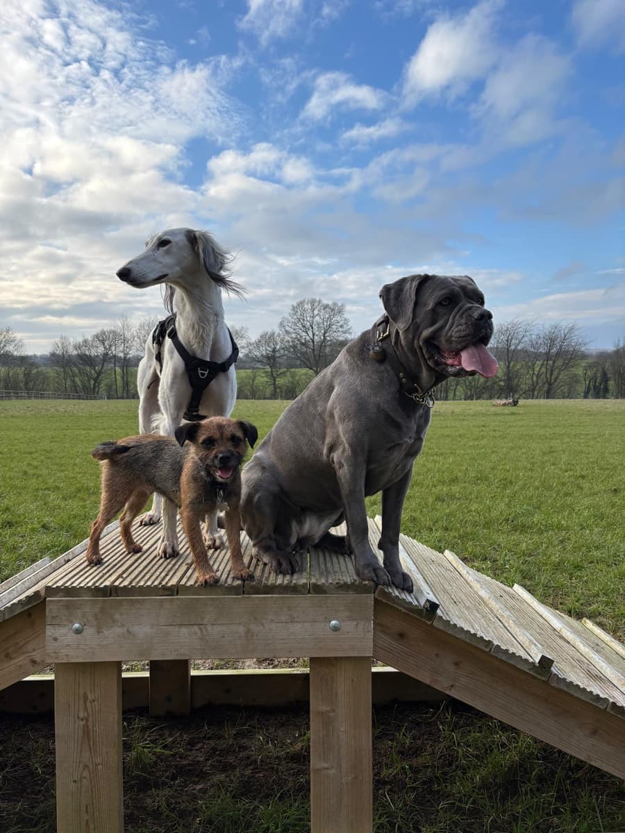 Three dogs standing on the timber agility platform, with its ramp to one side