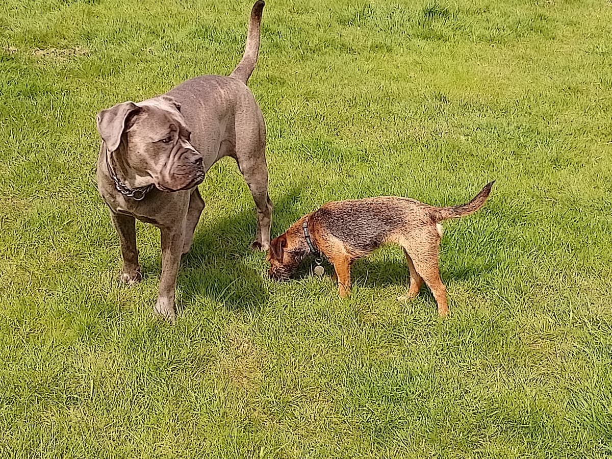Two dogs nose to nose in the grass